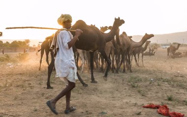 PUSHKAR, RAJASTHAN / INDIA - Kasım 2019: Pushkar fuarında develerin ve tüccarların panayırda portresi