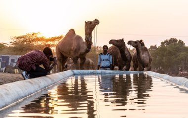 PUSHKAR, RAJASTHAN / INDIA - Kasım 2019: Pushkar fuarında tüccarlarıyla birlikte develer