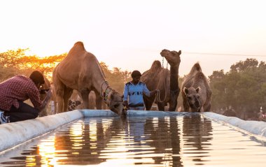 PUSHKAR, RAJASTHAN / INDIA - Kasım 2019: Pushkar fuarında tüccarlarıyla birlikte develer