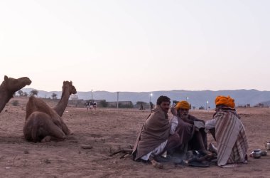 PUSHKAR, RAJASTHAN / INDIA - Kasım 2019: Pushkar fuarında tüccarlarıyla birlikte develer