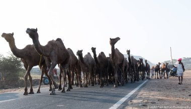Puşkar, Rajasthan, Hindistan - Ekim 2017: Deve tüccarları develerini develeri satmak için deve panayırındaki kumlara götürdüler