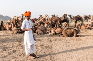 PUSHKAR, RAJASTHAN / INDIA - Kasım 2019: Pushkar fuarında develerin ve tüccarların panayırda portresi
