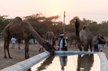 PUSHKAR, RAJASTHAN / INDIA - Kasım 2019: Pushkar fuarında tüccarlarıyla birlikte develer