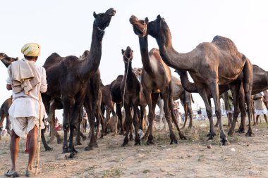 PUSHKAR, RAJASTHAN / INDIA - Kasım 2019: Pushkar fuarında develerin ve tüccarların panayırda portresi