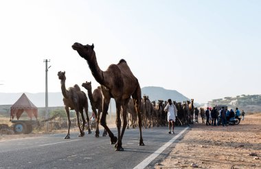 Puşkar, Rajasthan, Hindistan - Ekim 2017: Deve tüccarları develerini develeri satmak için deve panayırındaki kumlara götürdüler