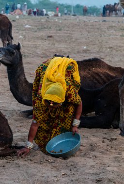 PUSHKAR, RAJASTHAN / INDIA - Kasım 2019: Pushkar fuarında tüccarlarıyla birlikte develer