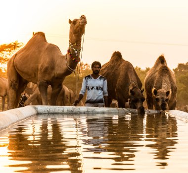 PUSHKAR, RAJASTHAN / INDIA - Kasım 2019: Pushkar fuarında tüccarlarıyla birlikte develer