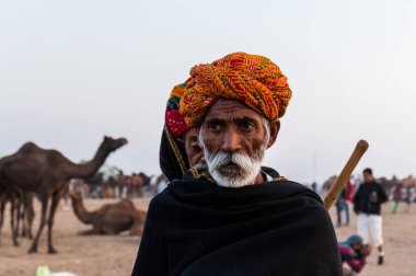 PUSHKAR, RAJASTHAN / INDIA - Kasım 2019: Pushkar fuarında tüccarlarıyla birlikte develer