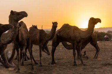 Puşkar, Rajasthan, Hindistan - Ekim 2017 - Pushkar Deve Fuarı 'nda yerel halk, deve tüccarları ve develer