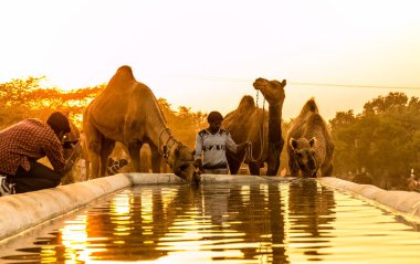 PUSHKAR, RAJASTHAN / INDIA - Kasım 2019: Pushkar fuarında tüccarlarıyla birlikte develer