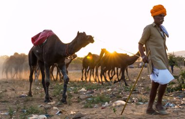 PUSHKAR, RAJASTHAN / INDIA - Kasım 2019: Pushkar fuarında develerin ve tüccarların panayırda portresi