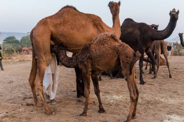 PUSHKAR, RAJASTHAN / INDIA - Kasım 2019: Pushkar fuarında tüccarlarıyla birlikte develer