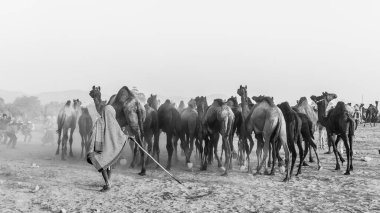 PUSHKAR, RAJASTHAN / INDIA - Kasım 2019: Pushkar fuarında develerin ve tüccarların panayırda portresi