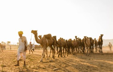 Puşkar, Rajasthan, Hindistan - Ekim 2017: Deve tüccarları develerini develeri satmak için deve panayırındaki kumlara götürdüler