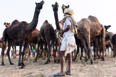 PUSHKAR, RAJASTHAN / INDIA - Kasım 2019: Pushkar fuarında develerin ve tüccarların panayırda portresi