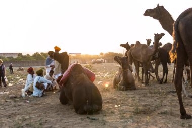PUSHKAR, RAJASTHAN / INDIA - Kasım 2019: Pushkar fuarında tüccarlarıyla birlikte develer