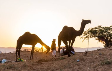 Puşkar, Rajasthan, Hindistan - Ekim 2017 - Pushkar Deve Fuarı 'nda yerel halk, deve tüccarları ve develer