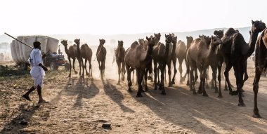 PUSHKAR, RAJASTHAN / INDIA - Kasım 2019: Pushkar fuarında develerin ve tüccarların panayırda portresi