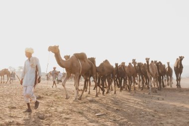 Puşkar, Rajasthan, Hindistan - Ekim 2017: Deve tüccarları develerini develeri satmak için deve panayırındaki kumlara götürdüler