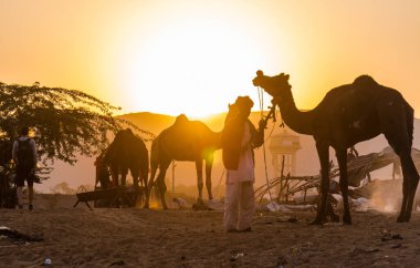 PUSHKAR, RAJASTHAN / INDIA - Kasım 2019: Pushkar fuarında tüccarlarıyla birlikte develer