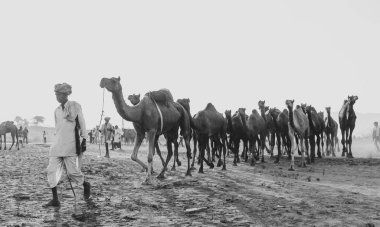Puşkar, Rajasthan, Hindistan - Ekim 2017: Deve tüccarları develerini develeri satmak için deve panayırındaki kumlara götürdüler