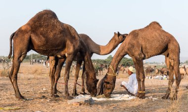 PUSHKAR, RAJASTHAN / INDIA - Kasım 2019: Pushkar fuarında tüccarlarıyla birlikte develer