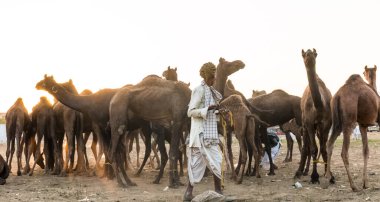 PUSHKAR, RAJASTHAN / INDIA - Kasım 2019: Pushkar fuarında develerin ve tüccarların panayırda portresi