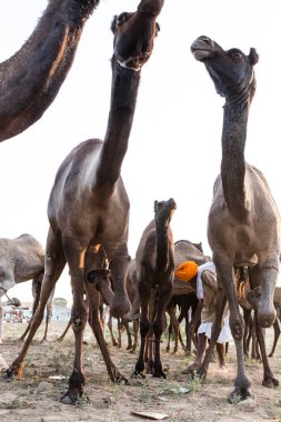 PUSHKAR, RAJASTHAN / INDIA - Kasım 2019: Pushkar fuarında tüccarlarıyla birlikte develer