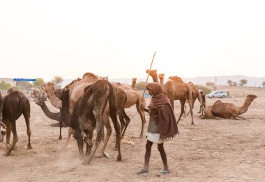 PUSHKAR, RAJASTHAN / INDIA - Kasım 2019: Pushkar fuarında tüccarlarıyla birlikte develer