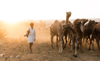 PUSHKAR, RAJASTHAN / INDIA - Kasım 2019: Pushkar fuarında develerin ve tüccarların panayırda portresi