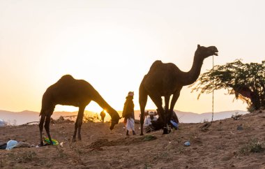 PUSHKAR, RAJASTHAN / INDIA - Kasım 2019: Pushkar fuarında tüccarlarıyla birlikte develer