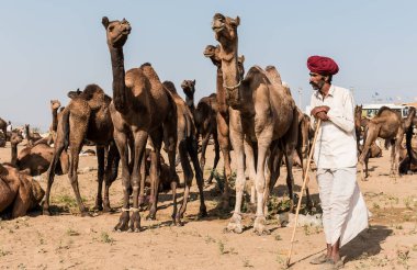 PUSHKAR, RAJASTHAN / INDIA - Kasım 2019: Pushkar fuarında tüccarlarıyla birlikte develer