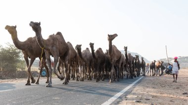 Puşkar, Rajasthan, Hindistan - Ekim 2017: Deve tüccarları develerini develeri satmak için deve panayırındaki kumlara götürdüler