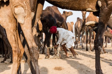 PUSHKAR, RAJASTHAN / INDIA - Kasım 2019: Pushkar fuarında tüccarlarıyla birlikte develer