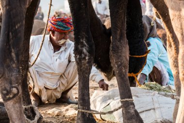 PUSHKAR, RAJASTHAN / INDIA - Kasım 2019: Pushkar fuarında tüccarlarıyla birlikte develer