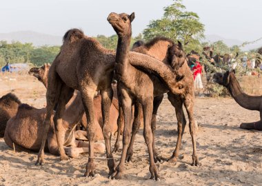 PUSHKAR, RAJASTHAN / INDIA - Kasım 2019: Pushkar fuarında tüccarlarıyla birlikte develer
