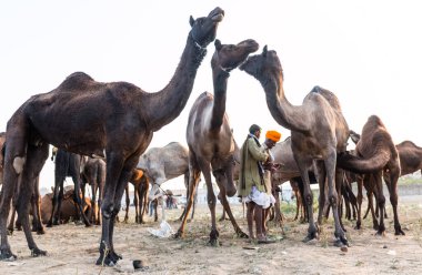 PUSHKAR, RAJASTHAN / INDIA - Kasım 2019: Pushkar fuarında tüccarlarıyla birlikte develer