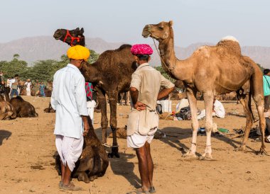 PUSHKAR, RAJASTHAN / INDIA - Kasım 2019: Pushkar fuarında tüccarlarıyla birlikte develer