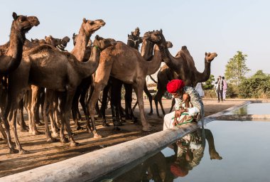 PUSHKAR, RAJASTHAN / INDIA - Kasım 2019: Pushkar fuarında tüccarlarıyla birlikte develer