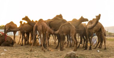 PUSHKAR, RAJASTHAN / INDIA - Kasım 2019: Pushkar fuarında develerin ve tüccarların panayırda portresi