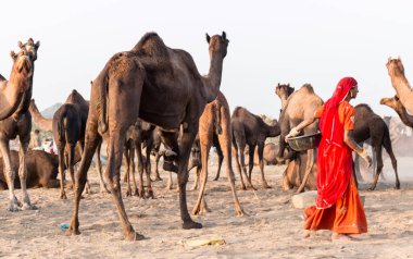 PUSHKAR, RAJASTHAN / INDIA - Kasım 2019: Pushkar fuarında tüccarlarıyla birlikte develer