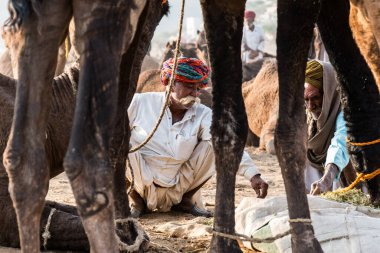 PUSHKAR, RAJASTHAN / INDIA - Kasım 2019: Pushkar fuarında tüccarlarıyla birlikte develer