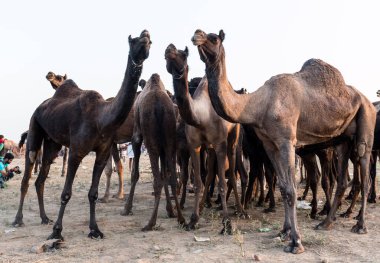 PUSHKAR, RAJASTHAN / INDIA - Kasım 2019: Pushkar fuarında develerin ve tüccarların panayırda portresi