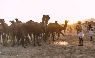 PUSHKAR, RAJASTHAN / INDIA - Kasım 2019: Pushkar fuarında develerin ve tüccarların panayırda portresi