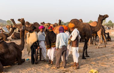 PUSHKAR, RAJASTHAN / INDIA - Kasım 2019: Pushkar fuarında tüccarlarıyla birlikte develer