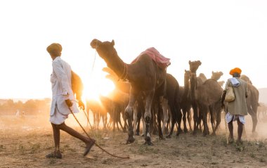 PUSHKAR, RAJASTHAN / INDIA - Kasım 2019: Pushkar fuarında develerin ve tüccarların panayırda portresi
