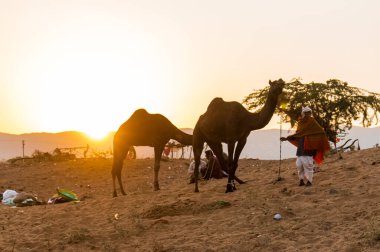 Puşkar, Rajasthan, Hindistan - Ekim 2017 - Pushkar Deve Fuarı 'nda yerel halk, deve tüccarları ve develer