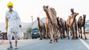 PUSHKAR, RAJASTHAN / INDIA - Kasım 2019: Pushkar fuarında tüccarlarıyla birlikte develer