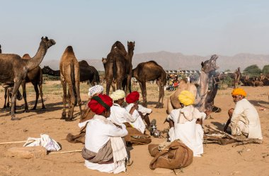 PUSHKAR, RAJASTHAN / INDIA - Kasım 2019: Pushkar fuarında tüccarlarıyla birlikte develer