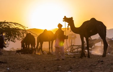 PUSHKAR, RAJASTHAN / INDIA - Kasım 2019: Pushkar fuarında tüccarlarıyla birlikte develer